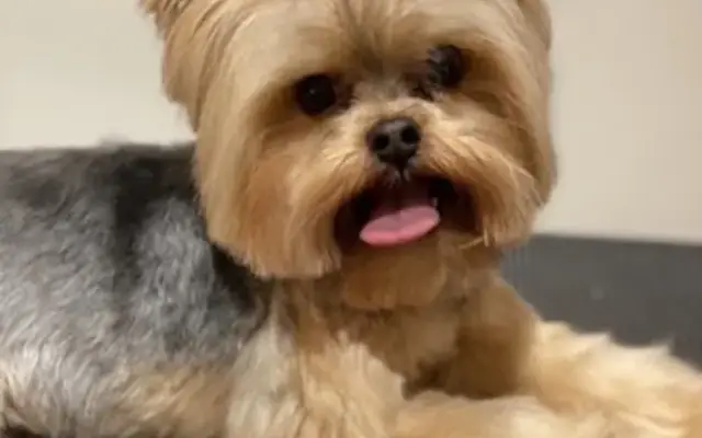 Lollipups Pet Grooming in Boynton Beach, FL