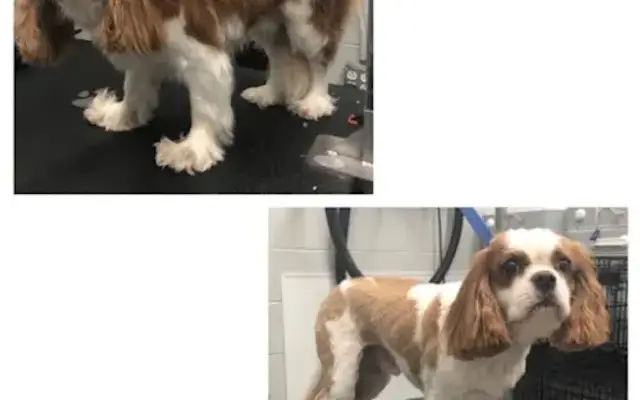 My Mobile Groomer, LLC - Current Clients Only in Chattanooga, TN