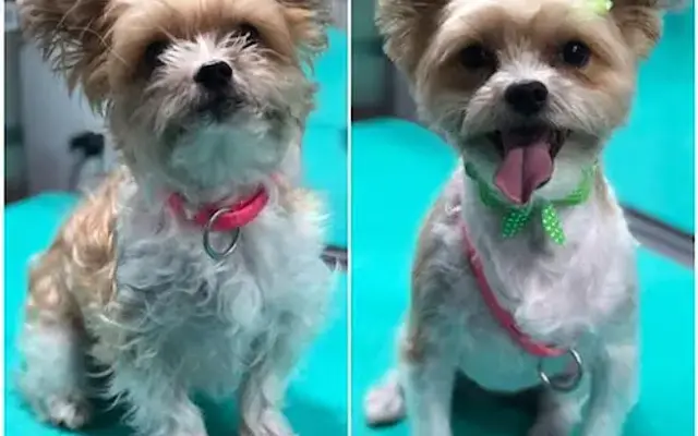 Evolution Pet Spa in Lutz, FL