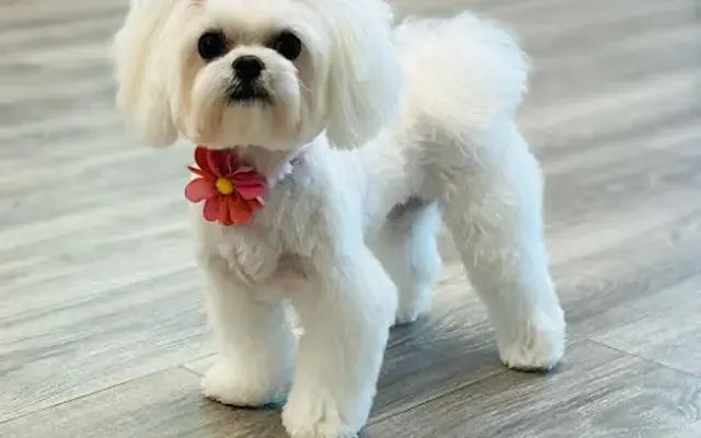 Wgp pet grooming in Coconut Creek, FL