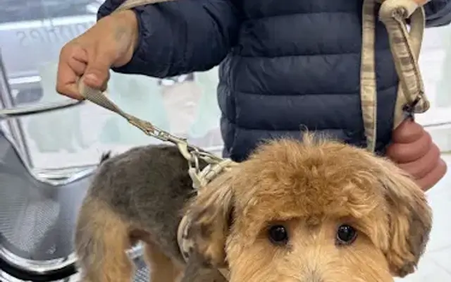 Bobi Pet in Richmond Hill, NY