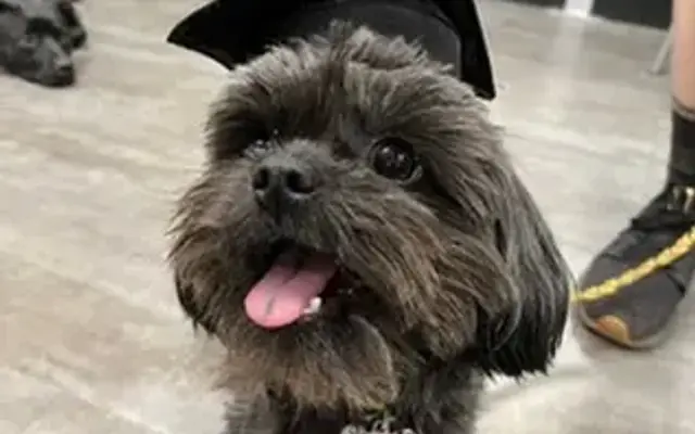 PetSmart Grooming in Hendersonville, NC