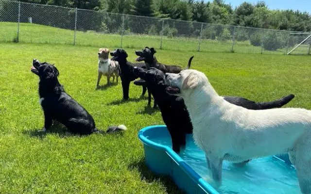 Pampered Paws Pet Resort in Wisconsin Dells, WI