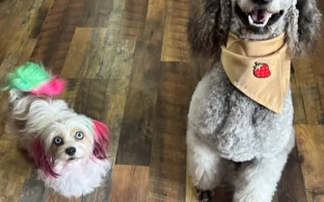 Ultimutt D-Tails Grooming-Daycare-Boarding in Portland, TN