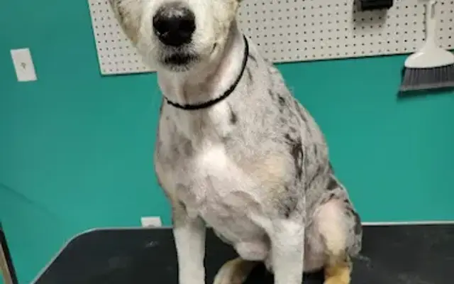 All Four Paws in Hettick, IL
