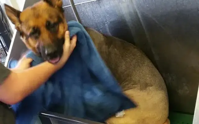Dirty Paws Mobile Grooming LLC in Freehold, NJ