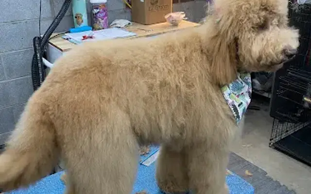 Golden Goose Grooming in King, NC
