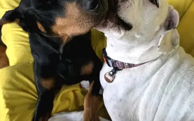 Happy Tails in Belmont, CA