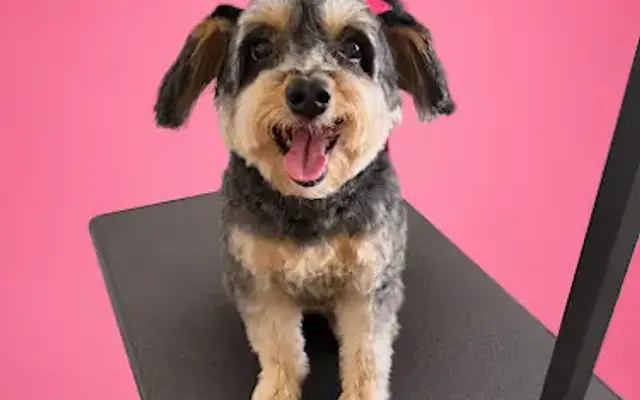 Pink Paws Palace LLC in Goodyear, AZ