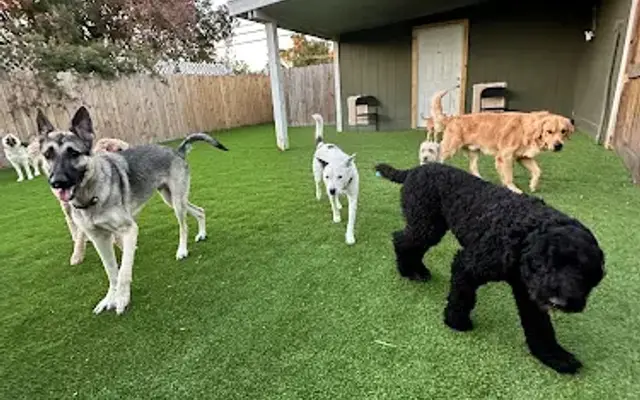 Action Day Dog Daycare & Boarding in Houston, TX