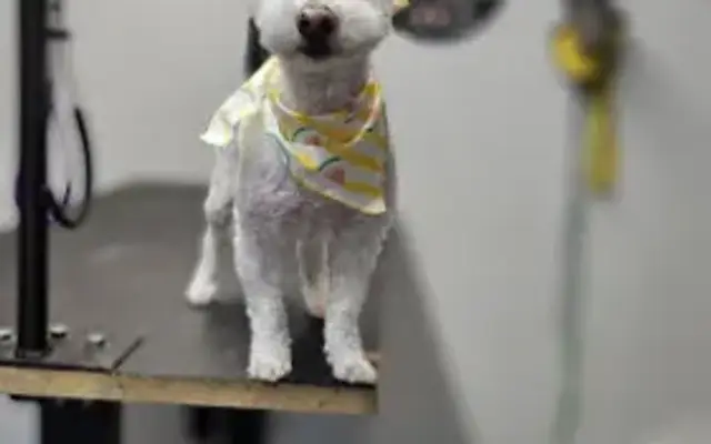 Waggin' Tails in Fortville, IN