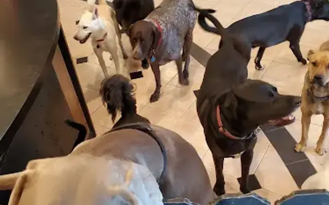 Matilda's Barking Lot and Friends in New Castle, PA