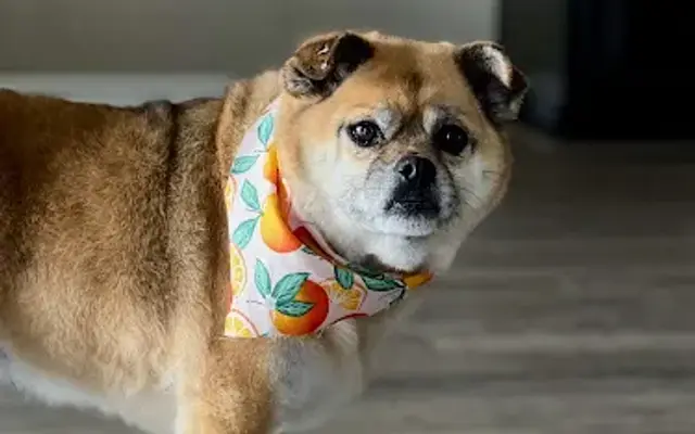 Plush Grooming in Las Vegas, NV