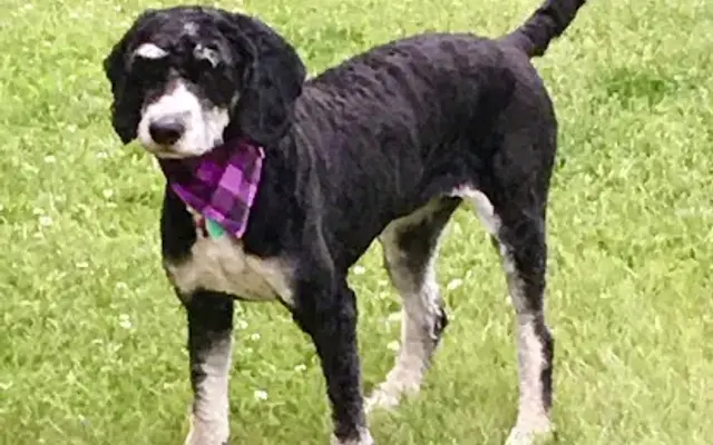 Liberty Dog Grooming in Laporte, MN