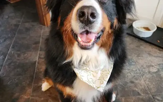 Groom My Friend in Big Lake, MN