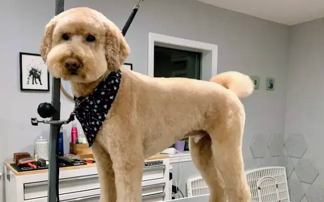 The Canine Coiffure in Wakefield, MA