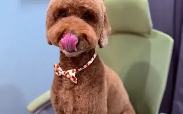 The Dapper Dog Grooming Salon LLC in Largo, FL