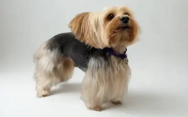 Boise Comfort Grooming in Meridian, ID