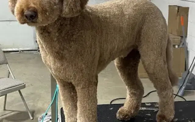 Fur Grooming Salon in Chagrin Falls, OH