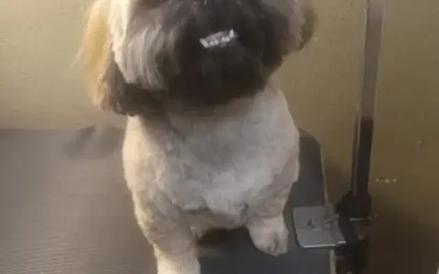 Designer Dogs By Debe LLC in Youngtown, AZ