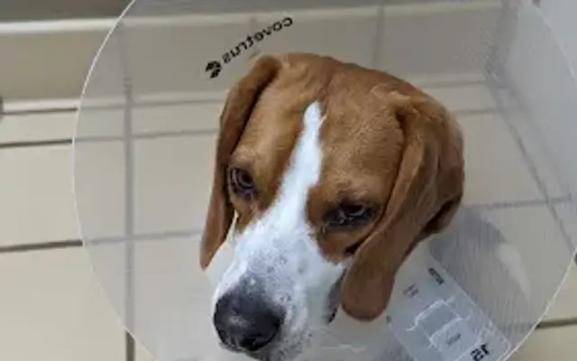 VCA Pets Are People Too Roswell Animal Hospital in Roswell, GA