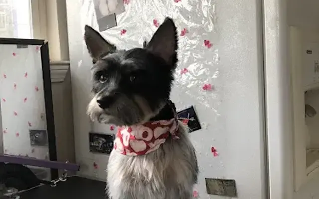 Grooming By Kelly O in Lincoln, CA