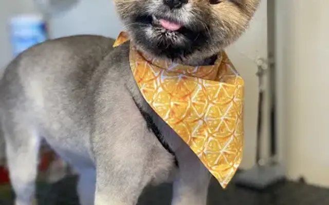 Grooming by Chelsea in Yuba City, CA