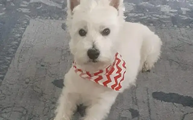 Soggy Doggy Grooming in Milledgeville, GA