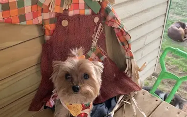 April's Canine Design in Bowie, TX