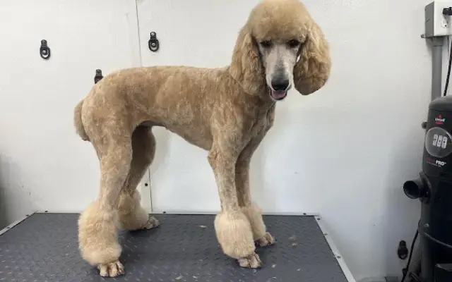 Lenny's Place Mobile Grooming in Spokane Valley, WA