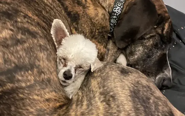 Top Paws Pet Salon in Eagle Mountain, UT