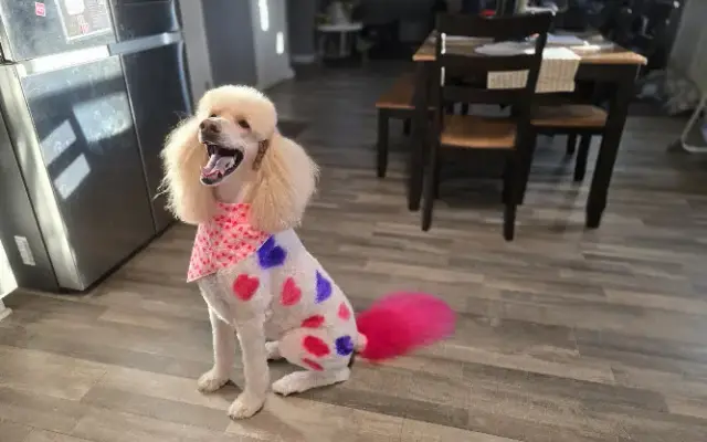 Misty's Paw Spa in Lowell, IN