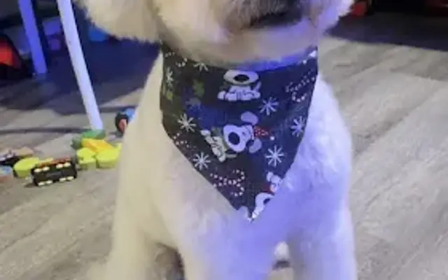 Tail Waggers Grooming in Los Angeles, CA