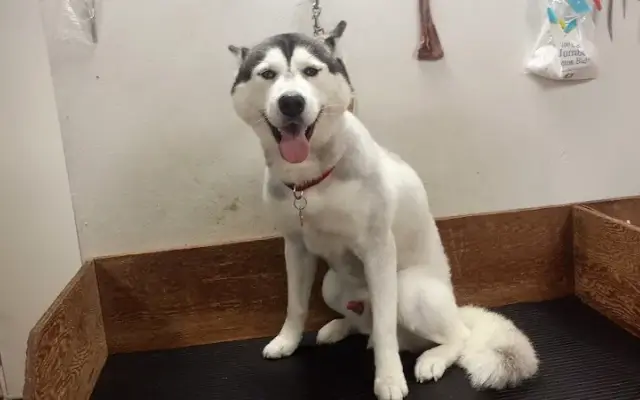 Rosa's Dog Grooming in Rialto, CA