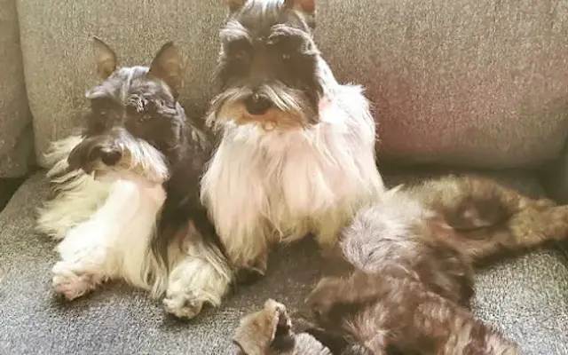 Ryan's Pet Grooming & Sunrise Kennel Puppies in Metairie, LA