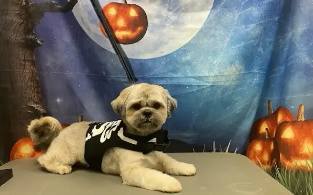 Rebel's Rolling Dog Wash in Sacramento, CA