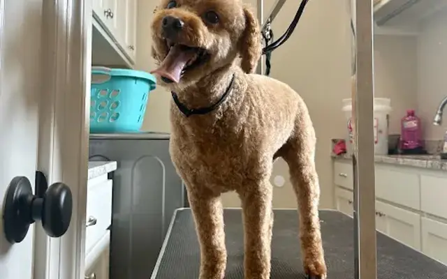 Buff n Fluff Grooming in Laplace, LA