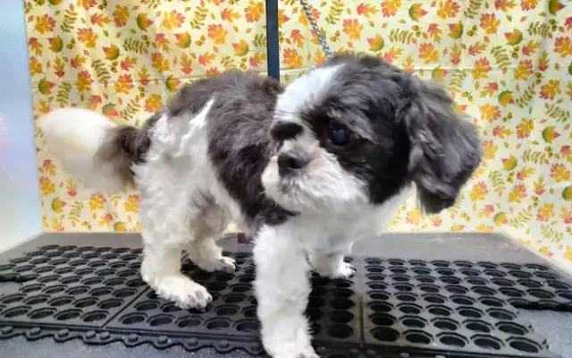 Cute Cuts Pet Grooming in Largo, FL