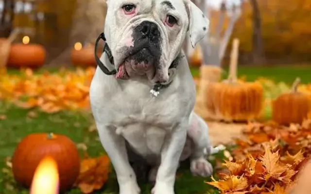 Caves Valley Pet Lodge in Owings Mills, MD