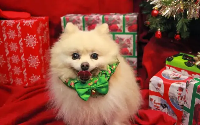 Texas Pet Resort & Grooming Spa in Harlingen, TX