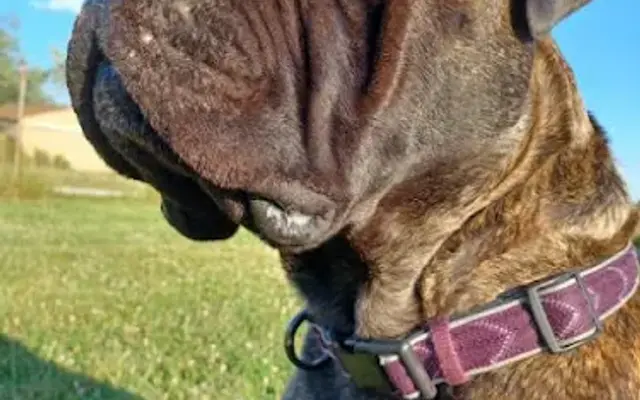 Bridgewater Pet Boarding llc in Saline, MI
