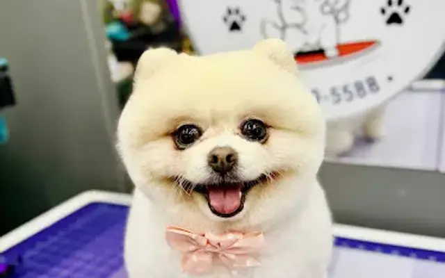 Executive Mobile Dog Grooming in Yulee, FL