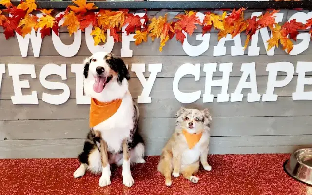 Woof Gang Bakery & Grooming Wesley Chapel in Lutz, FL