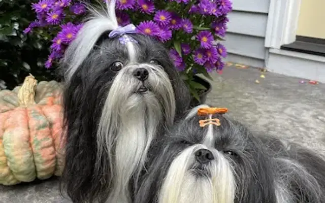 Premier Grooming Studio in Palmer, MA