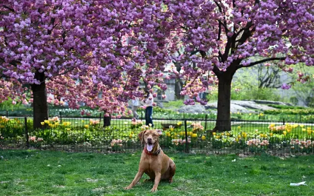 Dog Island City in Long Island City, NY