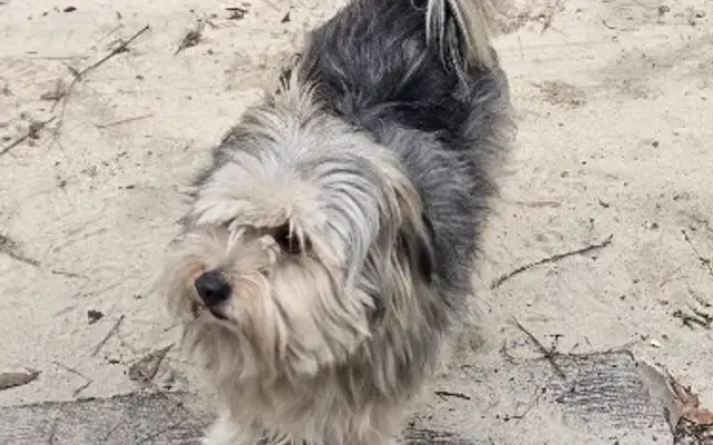Baker's Bow-tique, LLC - Luxury Dog grooming in Bolivia, NC