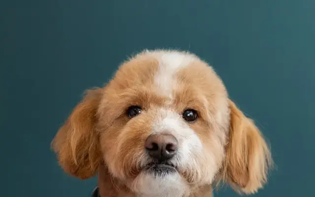 Pawparazzi Grooming in Hoosick Falls, NY
