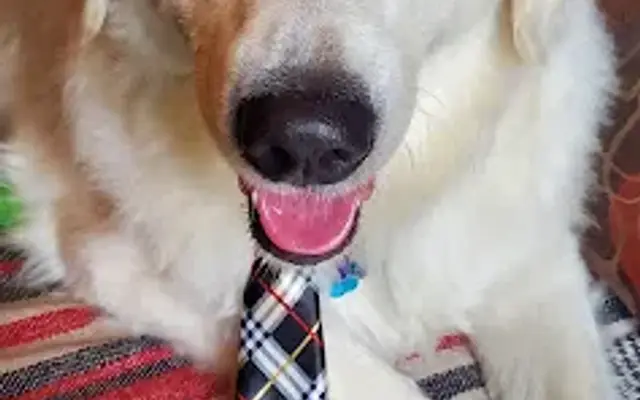 Pretty-n-Paws LLC in Camden, SC