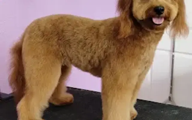 Realm of Pawsibilities in San Marcos, TX