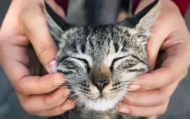 Culebra Creek Veterinary Hospital & Resort in San Antonio, TX